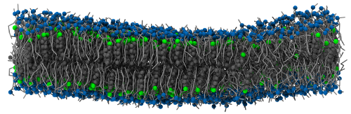 ../_images/bilayer_chol_nobox.png